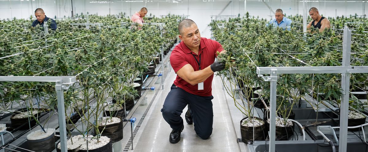 Devin Lockett in the BiomedRx hydroponic cannabis cultivation facility